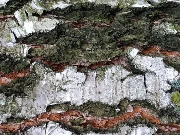 Tronco Abedul Btula Género Árboles Caducifolios Arbustos Familia Las Abedules — Foto de Stock