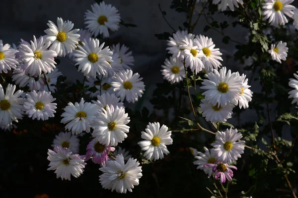 Chrysanthemum Género Botânico Pertencente Família Aster — Fotografia de Stock