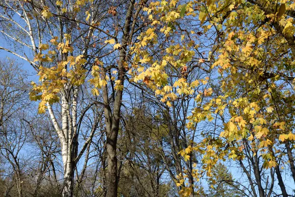 Vieille Forêt Automne Vue Générale — Photo