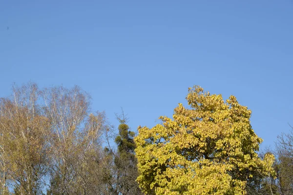 Oud Herfstbos Algemeen Zicht — Stockfoto