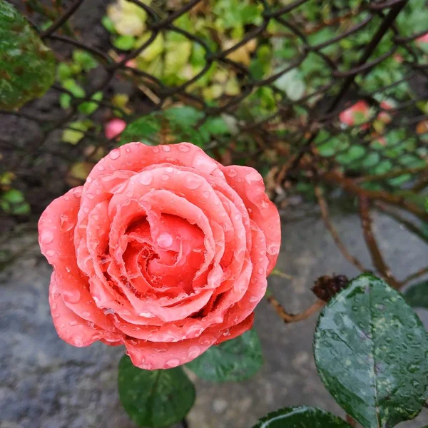 Rosa Vadrózsa Rosa Rózsaszín Családba Tartozó Növények Nemzetsége Kulturális Formája — Stock Fotó