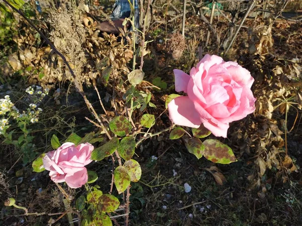 Rosa, wild rose (Rosa L.) - the genus and cultural form of plants of the pink family