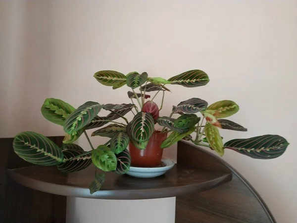 Crowton Lat Crton Släkte Växter Familjen Euphorbia Euphorbiaceae — Stockfoto
