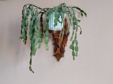 Schlumberger (Latince. Schlumbergera, Lemaire; eş anlamlılar: epiphyllum - Latince. Epiphyllum, Pfeiffer; Zygocactus - Zygocactus, Schumann; Epiphyllantus - Epiphyllanthus, Berger)