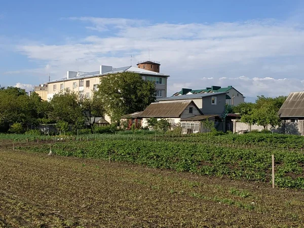 Pojedynczy Start Starym Lesie — Zdjęcie stockowe