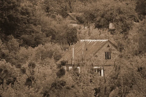 Bekarlık Eski Ormanda Başlar — Stok fotoğraf