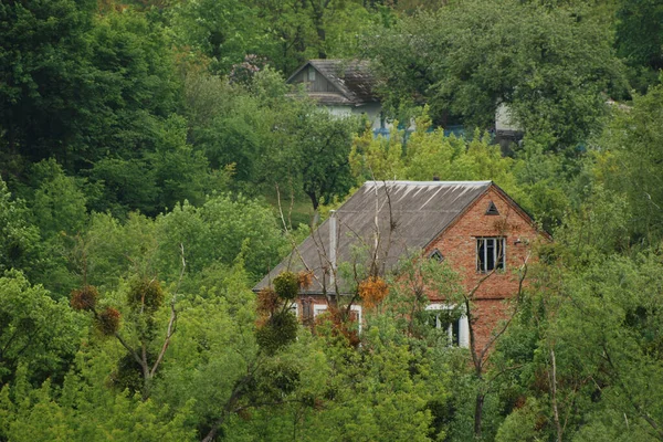 Ενιαία Ξεκινά Από Παλιό Δάσος — Φωτογραφία Αρχείου