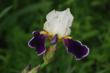  Iris, ya da Kasatik, ya da Horoz (lat. ris)