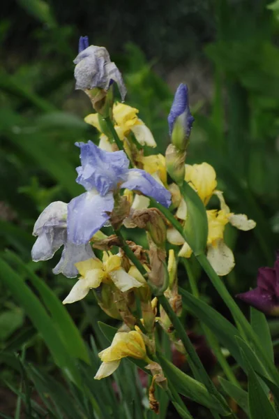 Iris Kasatik Horoz Lat Ris — Stok fotoğraf