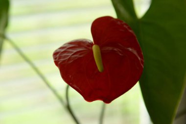 Anthurium (Latince Anthrium) - Aroidler (Araceae) familyasından bir bitki familyası.).