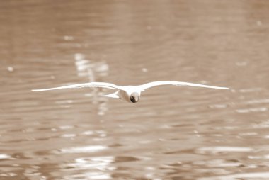 siyah başlı martı (Larus ridibundus)
