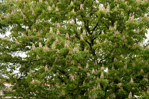 Vanlig Kastanj Lat Asculus Hippocstanum — Stockfoto