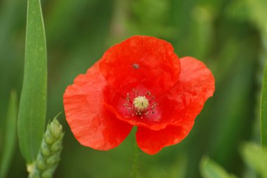   Yabani gelincik (Latin Papaver rhoeas; tarla gelinciği, haşhaş, kendi kendine tohumlanan gelincik)