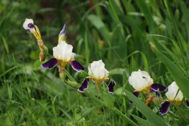   Iris, ya da Kasatik, ya da Horoz (lat. ris)