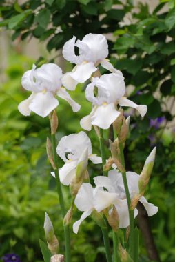   Iris, ya da Kasatik, ya da Horoz (lat. ris)