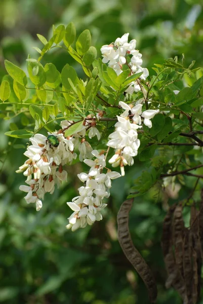 Acacia Ett Släkte Växter Familjen Baljväxter — Stockfoto