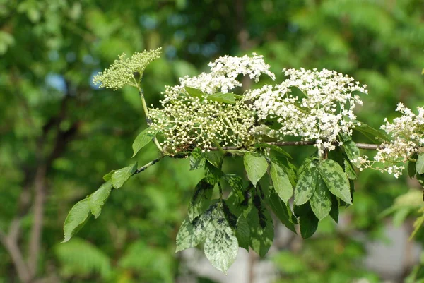 Mürver Sambucus Adoxaceae Familyasından Bir Bitki Cinsidir — Stok fotoğraf