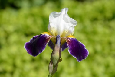   Iris, ya da Kasatik, ya da Horoz (lat. ris)