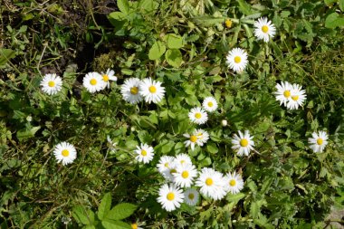 Papatya çayı (Matricaria L. ; diğer isimler: Romaine, gelincik, gelin, roman; nadiren, allık)