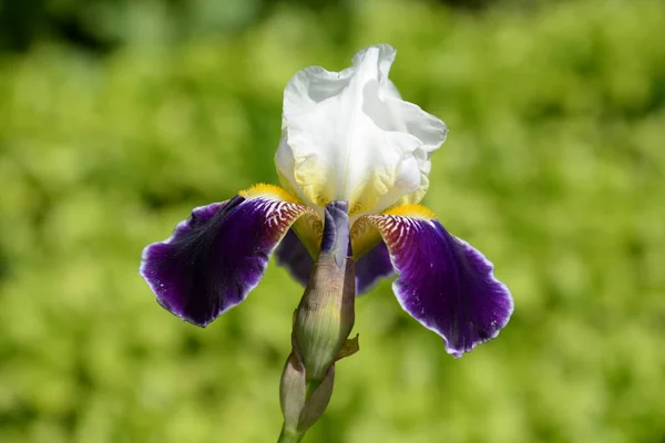 Iris Vagy Kasatik Vagy Cockerel Lat Nincs Magyar Neve — Stock Fotó