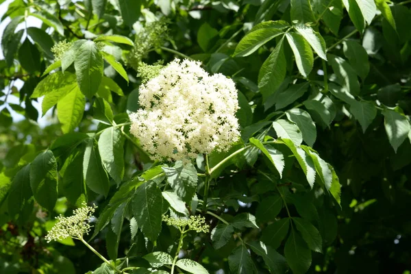 接骨木属 Elderberry 简称Sambucus 是杜鹃科的一种开花植物属 — 图库照片