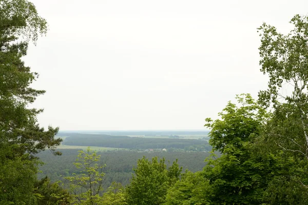 Utkanterna Den Gamla Skogen — Stockfoto