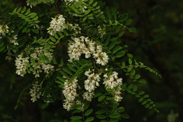 Acacia Jest Rodzajem Roślin Rodziny Strączkowych — Zdjęcie stockowe
