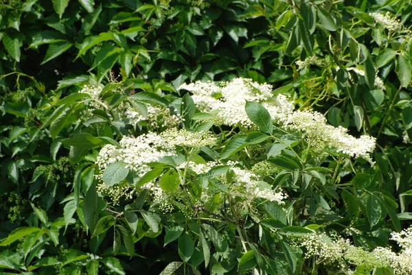 Eperfa Sambucus Virágzó Növények Nemzetsége Elxaceae Családban — Stock Fotó