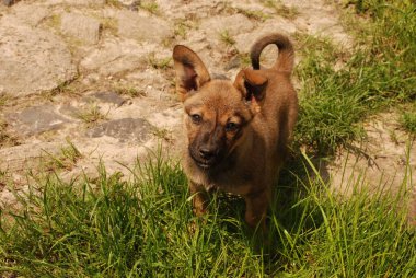 Köpek ya da evcil köpek (Canis lupus familiaris))