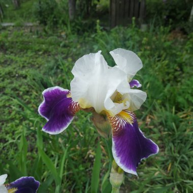   Iris, ya da Kasatik, ya da Horoz (lat. ris)