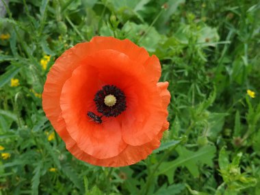   Yabani gelincik (Latin Papaver rhoeas; tarla gelinciği, haşhaş, kendi kendine tohumlanan gelincik)