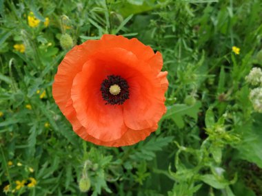   Yabani gelincik (Latin Papaver rhoeas; tarla gelinciği, haşhaş, kendi kendine tohumlanan gelincik)
