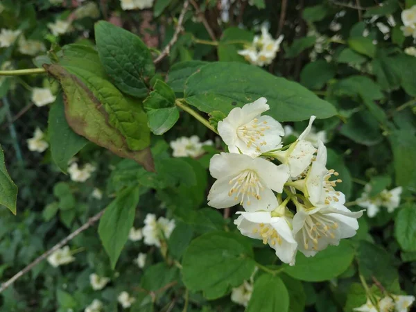 Jasmin Jasmin Jasmin Jasminum Persan Jasmin — Photo