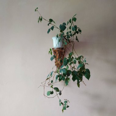 Epiphyllum (lat. Epiphyllum) - kaktüs ailesinin epifitik kaktüsü cinsi.