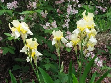   Iris, ya da Kasatik, ya da Horoz (lat. ris)