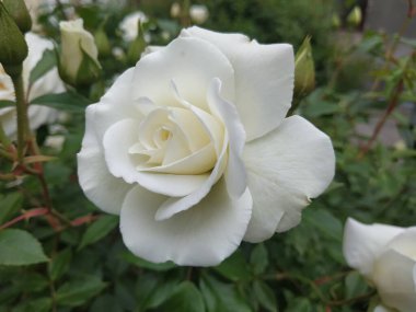 Beyaz gül (Latin Rosa L.)