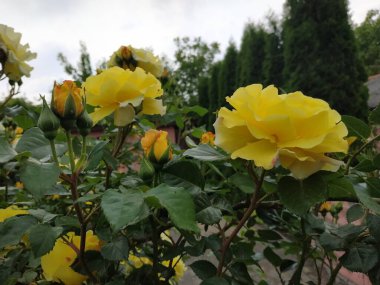 Sarı gül (Latin Rosa L.)