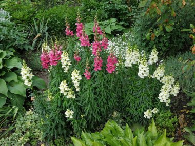 Snapdragon, Antirrinum (lat.Antirrhnum)