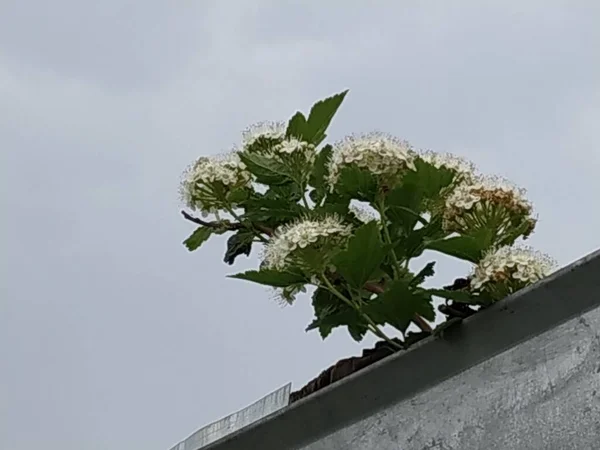 Spirea Лат Spiraea Род Лиственных Декоративных Кустарников Розового Семейства Rosaceae — стоковое фото