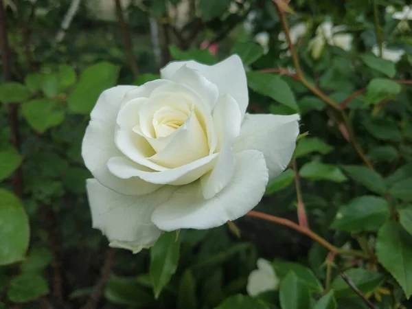 Rose Blanche Latin Rosa — Photo