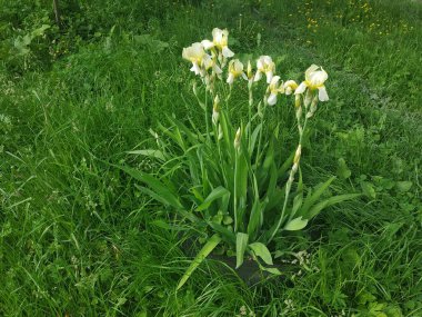   Iris, ya da Kasatik, ya da Horoz (lat. ris)