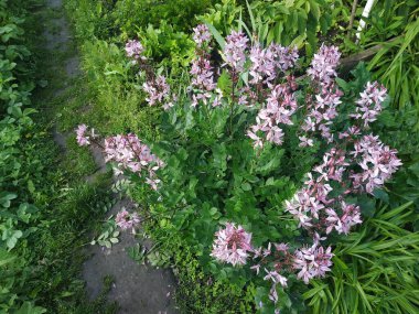 Beyaz kül (Dictamnus albus) yanmamış bir çalılıktır..