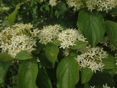 Spirea (Latince: Spiraea) - pembe ailenin (Rosaceae) yaprak döken dekoratif çalılarının bir cinsidir.)