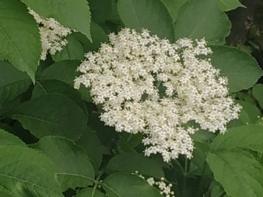 Mürver (