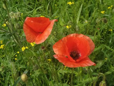   Yabani gelincik (Latin Papaver rhoeas; tarla gelinciği, haşhaş, kendi kendine tohumlanan gelincik)
