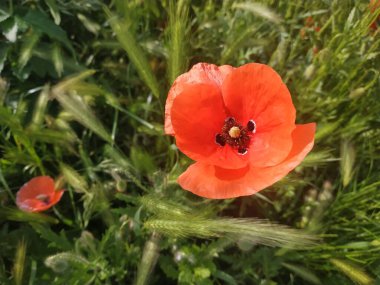   Yabani gelincik (Latin Papaver rhoeas; tarla gelinciği, haşhaş, kendi kendine tohumlanan gelincik)