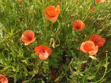   Yabani gelincik (Latin Papaver rhoeas; tarla gelinciği, haşhaş, kendi kendine tohumlanan gelincik)