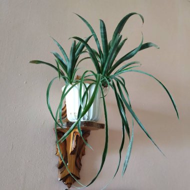 Epiphyllum (lat. Epiphyllum) - kaktüs ailesinin epifitik kaktüsü cinsi.