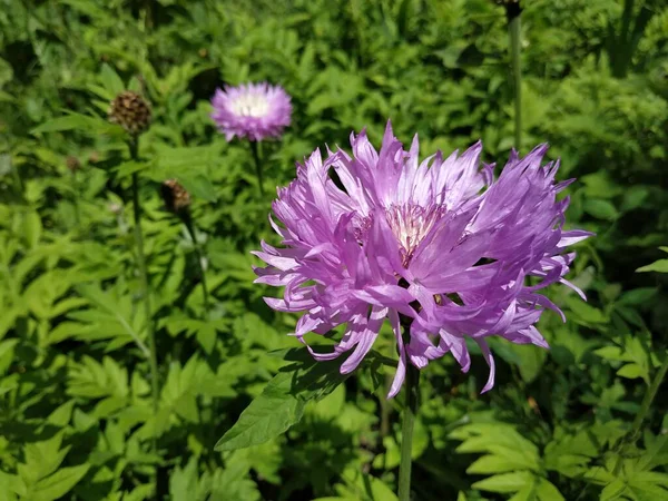 Alpine Aster Aster Alpinus — Stock Photo, Image