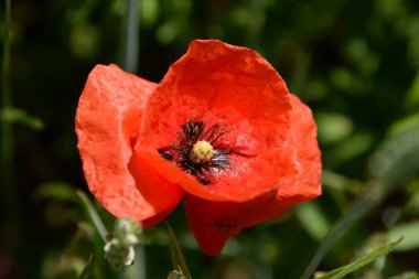   Yabani gelincik (Latin Papaver rhoeas; tarla gelinciği, haşhaş, kendi kendine tohumlanan gelincik)